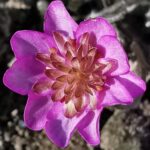 Hepatica nobilis Plena -Katarina