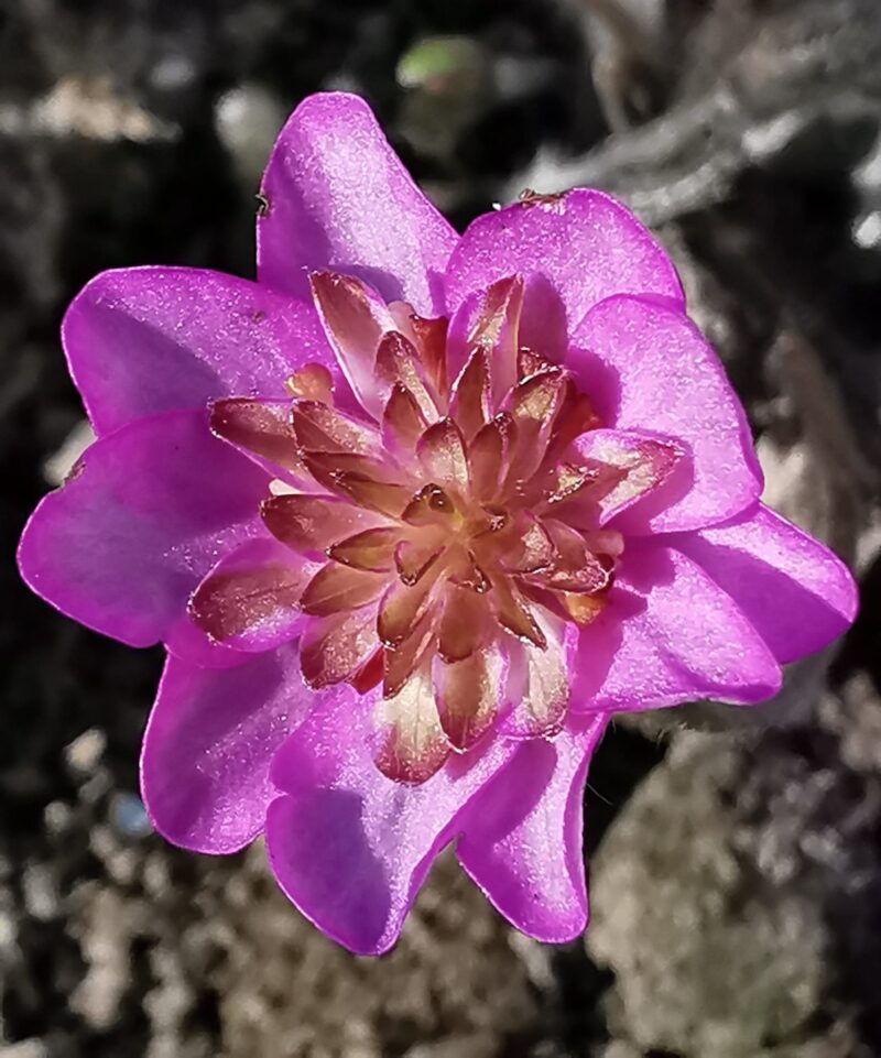 Hepatica nobilis Plena -Katarina