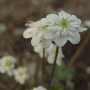 Hepatica japonica Bishamon JP – Bild 3