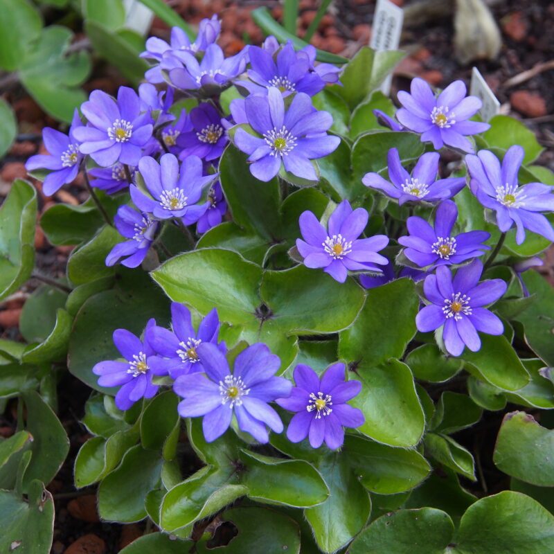 Hepatica x schlyteri Kobold JP