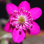 Hepatica japonica Kyokorin JP