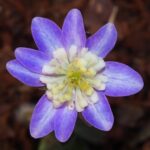 Hepatica japonica Midoribotan Type