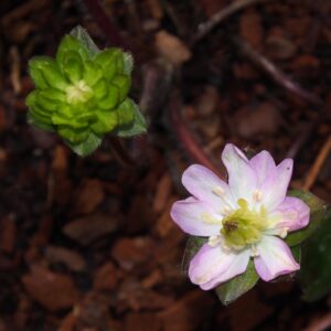 Hepatica japonica Nozakura – Bild 3