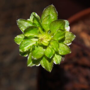 Hepatica japonica Nozakura – Bild 4