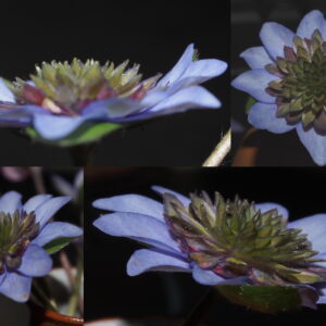 Hepatica nobilis Plena -Oskar