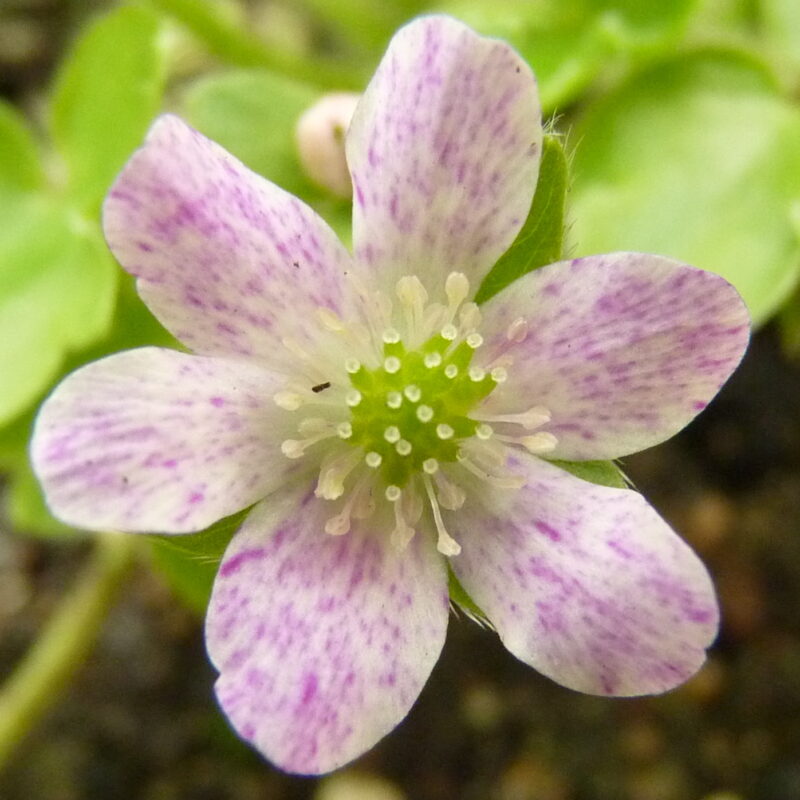 Hepatica japonica Kazuko's Frekles JP