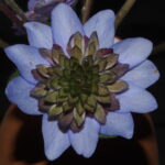 Hepatica nobilis Plena -Oskar