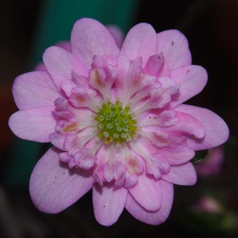 Hepatica japonica Haruno umi