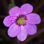 Hepatica japonica Violett SU