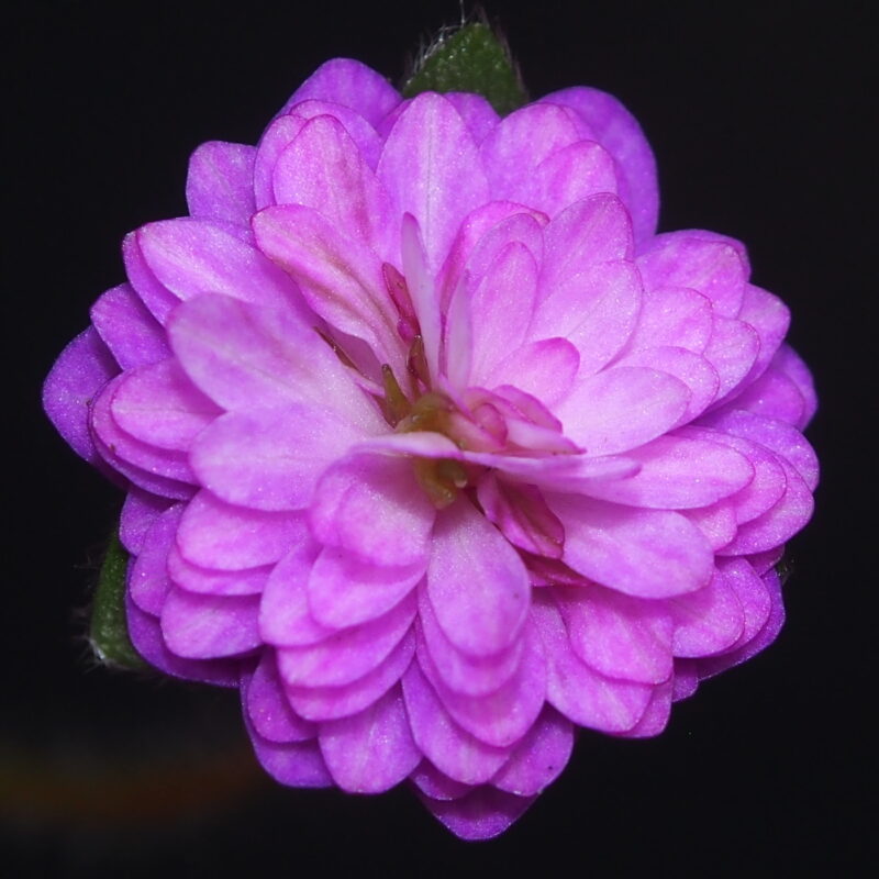 Hepatica japonica Junko JP