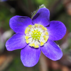 Hepatica japonica Tori no saezuri GP – Bild 2