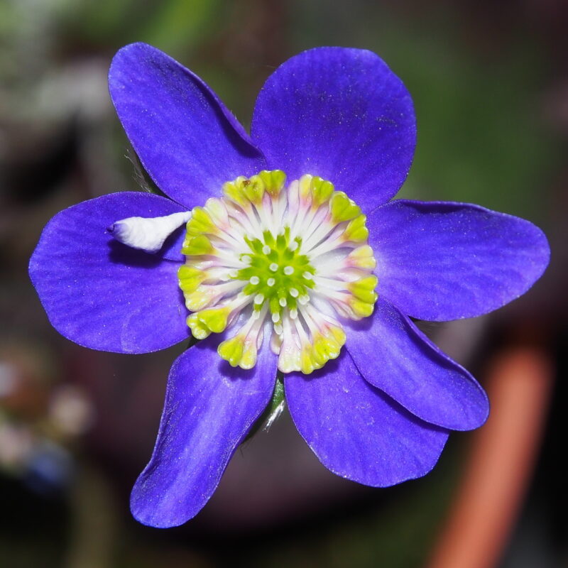 Hepatica japonica Tori no saezuri GP