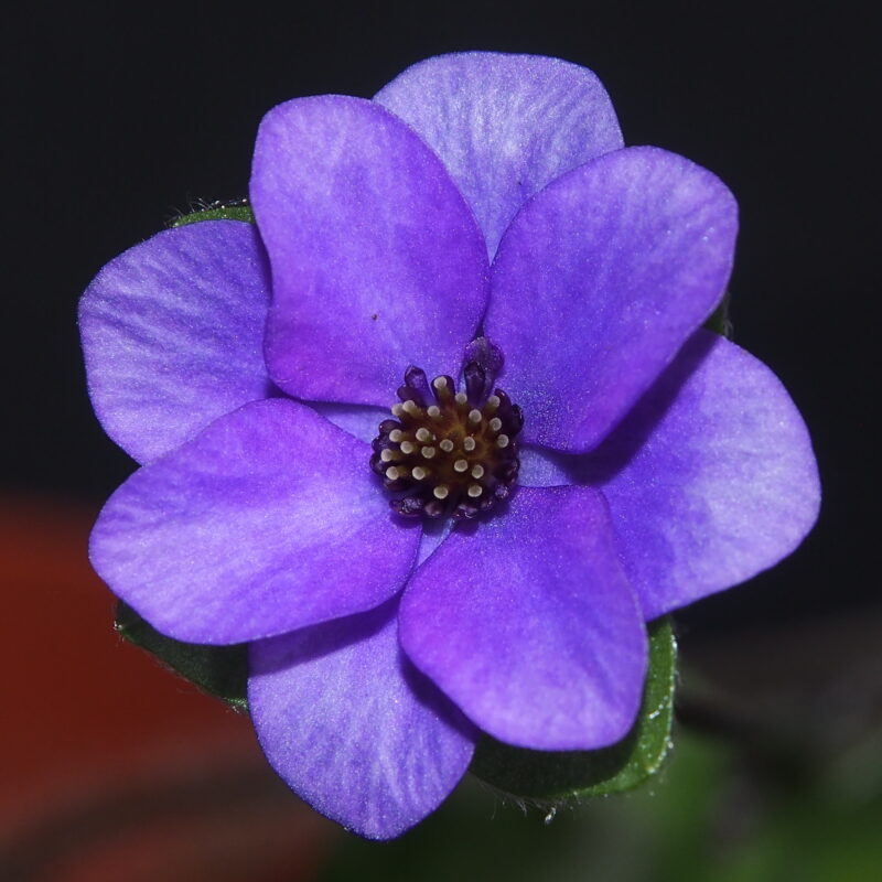 Hepatica japonica Murasakiiro no shiwase JP