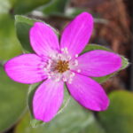 Hepatica x schlyteri Pinky JP