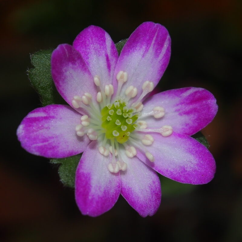 Hepatica pubescens Akashiro man'naka JP