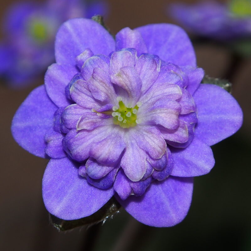 Hepatica japonica Ryugu