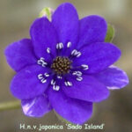 Hepatica japonica Sado Island