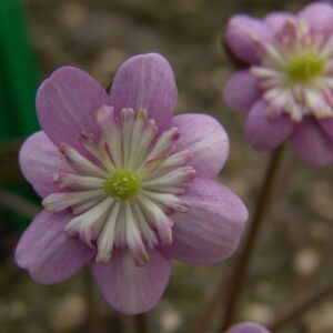Hepatica japonica Izanagi no Mikoto JP – Bild 3