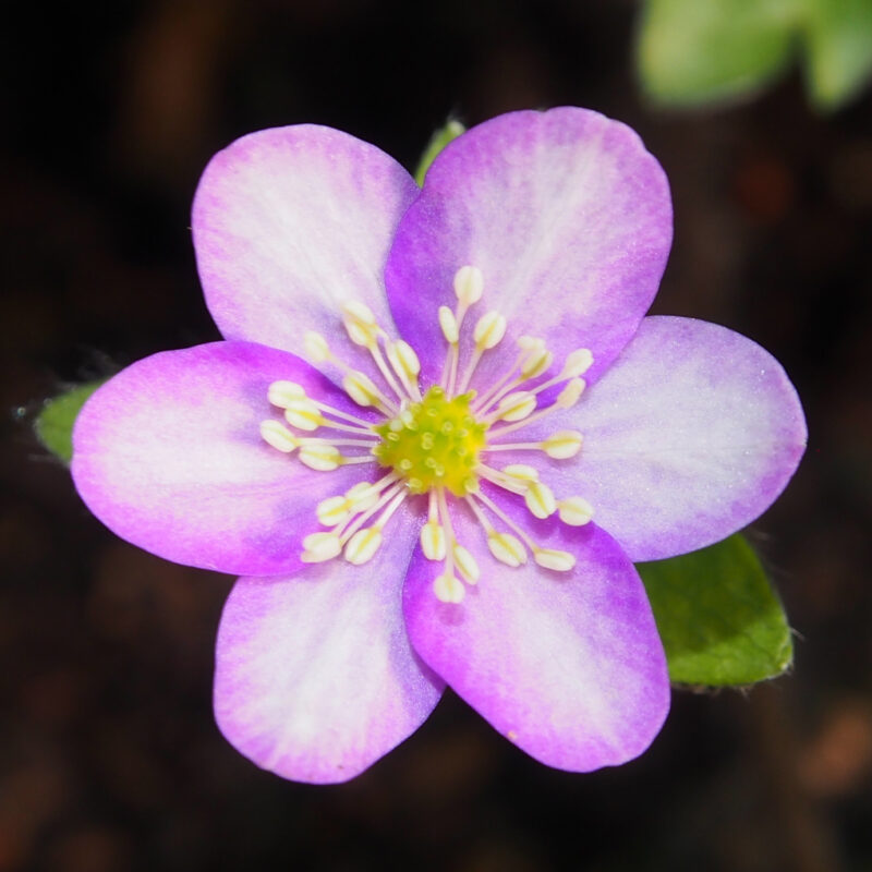 Hepatica x falconeri x nobilis Sandy JP