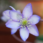 Hepatica japonica Shiroi kakin JP