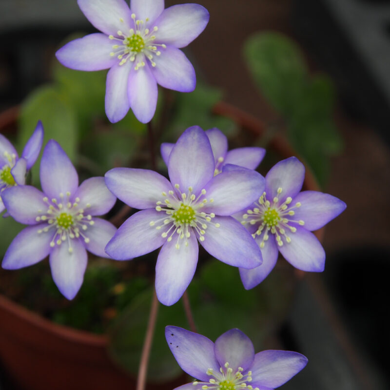 Hepatica japonica Shiroi kakin JP