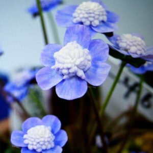 Hepatica japonica Sugomori – Bild 2