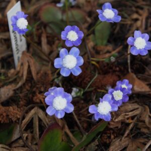 Hepatica japonica Sugomori – Bild 3