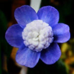 Hepatica japonica Sugomori