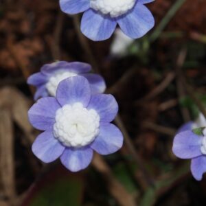 Hepatica japonica Sugomori – Bild 4
