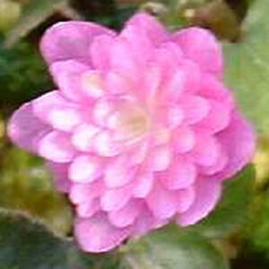Hepatica japonica Takumi