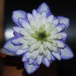 Hepatica japonica Tensei