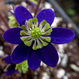 Hepatica japonica Tori no saezuri GP – Bild 3