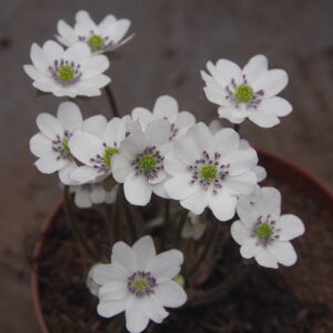 Hepatica japonica Yukidaruma JP – Bild 2