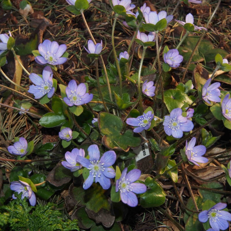 Hepatica pubescens x magna Blue Indrida JP