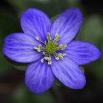 Hepatica pubescens x magna Blue Indrida JP