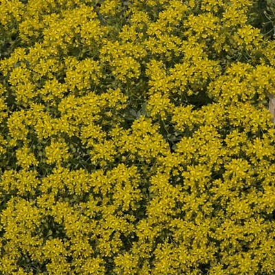 Alyssum cuneifoloium ssp. ovirense