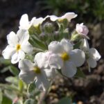 Androsacae brigantica