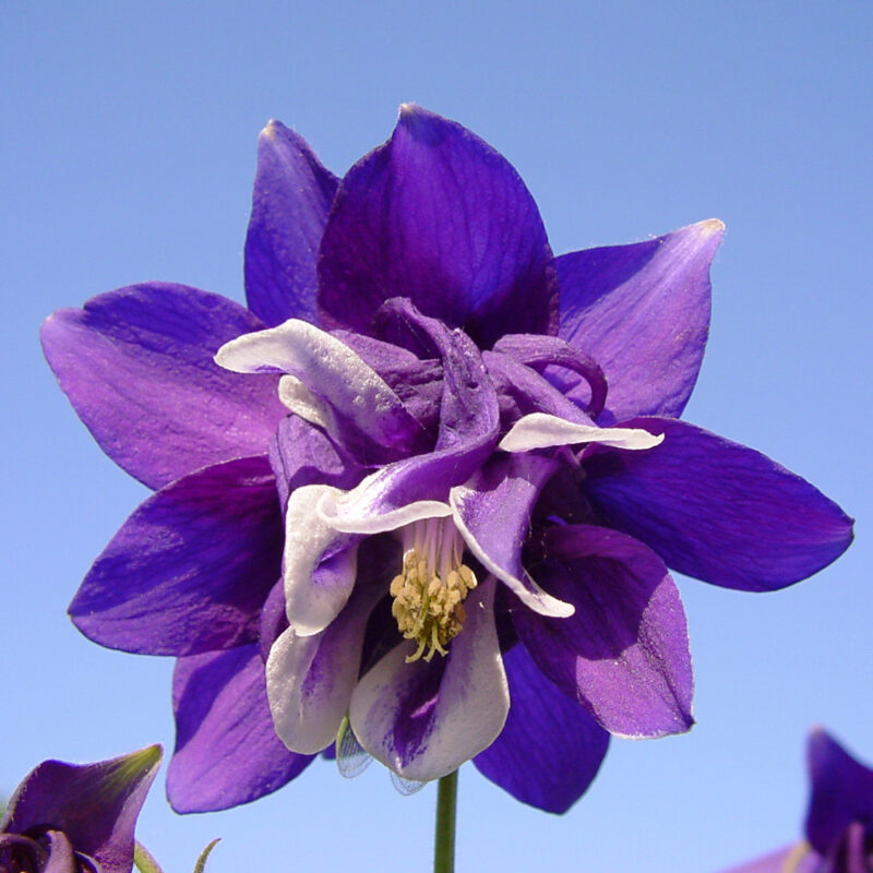 Aquilegia flabellata var. pumila Ministar