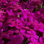 Phlox douglasii Zigeunerblut