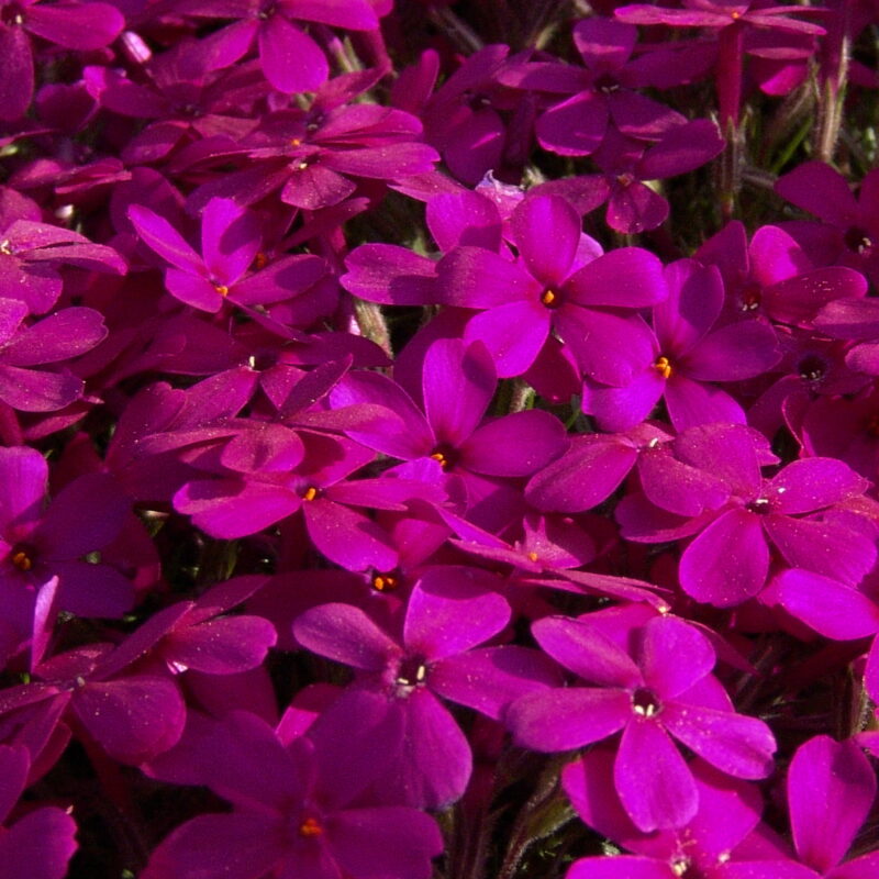 Phlox douglasii Zigeunerblut