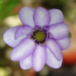 Hepatica japonica f. variegata Susano JP