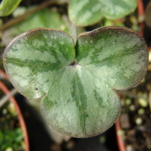 Hepatica japonica f. variegata Susano JP – Bild 2