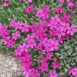 Phlox douglasii Flatonie