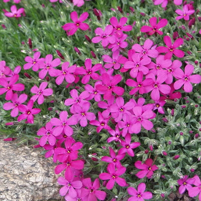 Phlox douglasii Flatonie