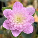 Hepatica japonica Natsugoromo