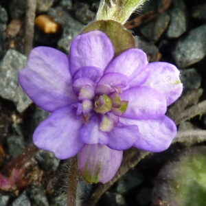 Hepatica japonica f. variegata Susano JP – Bild 3