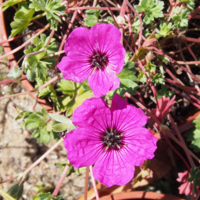 Geranium cinereum var. subcaulesens Purpureum