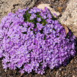 Phlox kelseyi