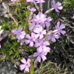 Phlox douglasii Syring