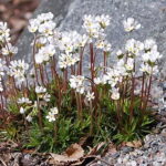 Androsace carnea ssp. brigantica